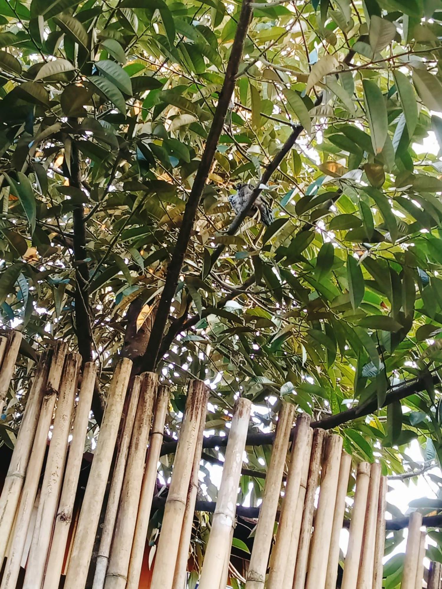 Go Chanh Homestay Cai Rang Kültér fotó